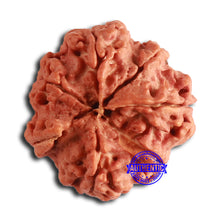 Load image into Gallery viewer, Nepalese Ganesh Rudraksha - Bead 200