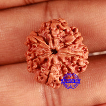 Load image into Gallery viewer, Nepalese Ganesh Rudraksha - Bead 200