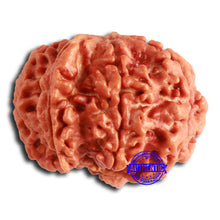 Load image into Gallery viewer, Nepalese Ganesh Rudraksha - Bead 200