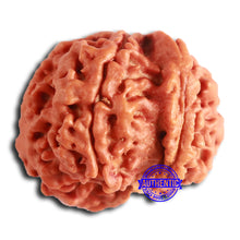 Load image into Gallery viewer, Nepalese Ganesh Rudraksha - Bead 200