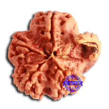 Load image into Gallery viewer, Nepalese Ganesh Rudraksha - Bead No. 202
