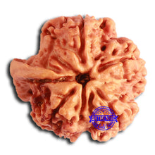 Load image into Gallery viewer, Nepalese Ganesh Rudraksha - Bead No. 202