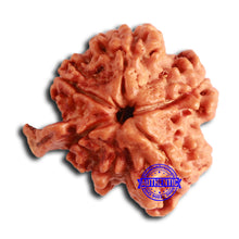 Load image into Gallery viewer, Nepalese Ganesh Rudraksha - Bead No. 203