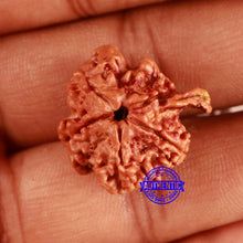 Load image into Gallery viewer, Nepalese Ganesh Rudraksha - Bead No. 203