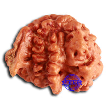 Load image into Gallery viewer, Nepalese Ganesh Rudraksha - Bead No. 203