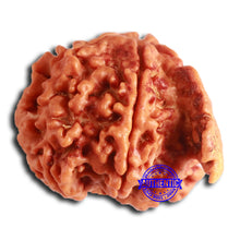 Load image into Gallery viewer, Nepalese Ganesh Rudraksha - Bead No. 203