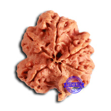 Load image into Gallery viewer, Nepalese Ganesh Rudraksha - Bead No. 204