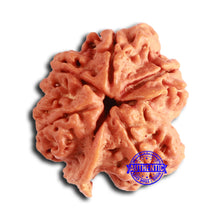 Load image into Gallery viewer, Nepalese Ganesh Rudraksha - Bead No. 204