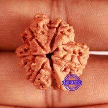 Load image into Gallery viewer, Nepalese Ganesh Rudraksha - Bead No. 204