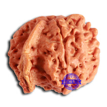Load image into Gallery viewer, Nepalese Ganesh Rudraksha - Bead No. 204
