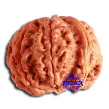 Load image into Gallery viewer, Nepalese Ganesh Rudraksha - Bead No. 204