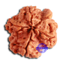 Load image into Gallery viewer, Nepalese Ganesh Rudraksha - Bead 205