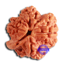 Load image into Gallery viewer, Nepalese Ganesh Rudraksha - Bead 205
