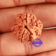 Load image into Gallery viewer, Nepalese Ganesh Rudraksha - Bead 205