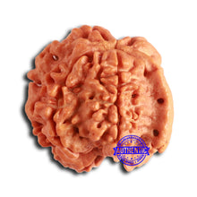 Load image into Gallery viewer, Nepalese Ganesh Rudraksha - Bead 205