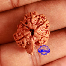 Load image into Gallery viewer, Nepalese Ganesh Rudraksha - Bead No. 206