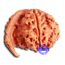 Load image into Gallery viewer, Nepalese Ganesh Rudraksha - Bead No. 206