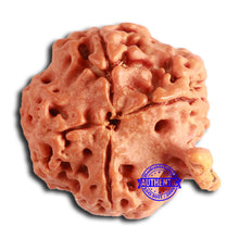 Load image into Gallery viewer, Nepalese Ganesh Rudraksha - Bead No. 207