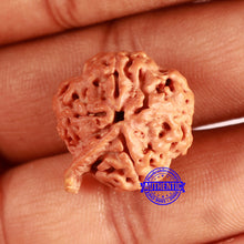 Load image into Gallery viewer, Nepalese Ganesh Rudraksha - Bead No. 207