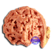 Load image into Gallery viewer, Nepalese Ganesh Rudraksha - Bead No. 207