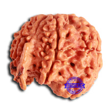 Load image into Gallery viewer, Nepalese Ganesh Rudraksha - Bead No. 209