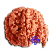 Load image into Gallery viewer, Nepalese Ganesh Rudraksha - Bead No. 209