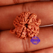 Load image into Gallery viewer, Nepalese Ganesh Rudraksha - Bead No. 210