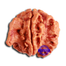 Load image into Gallery viewer, Nepalese Ganesh Rudraksha - Bead No. 210