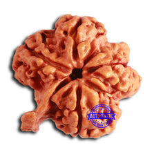 Load image into Gallery viewer, Nepalese Ganesh Rudraksha - Bead No. 212