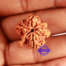 Load image into Gallery viewer, Nepalese Ganesh Rudraksha - Bead No. 212