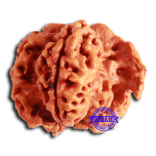 Load image into Gallery viewer, Nepalese Ganesh Rudraksha - Bead No. 212