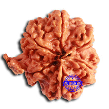 Load image into Gallery viewer, Nepalese Ganesh Rudraksha - Bead No. 221
