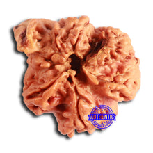 Load image into Gallery viewer, Nepalese Ganesh Rudraksha - Bead No. 214