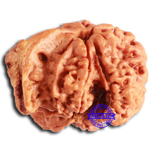 Load image into Gallery viewer, Nepalese Ganesh Rudraksha - Bead No. 214