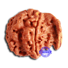 Load image into Gallery viewer, Nepalese Ganesh Rudraksha - Bead No. 214