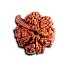 Load image into Gallery viewer, Nepalese Ganesh Rudraksha - Bead 291