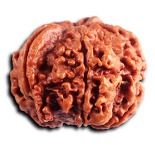 Load image into Gallery viewer, Nepalese Ganesh Rudraksha - Bead No. 293