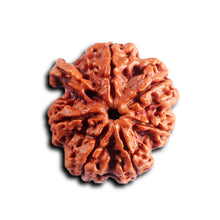 Load image into Gallery viewer, Nepalese Ganesh Rudraksha - Bead No. 294