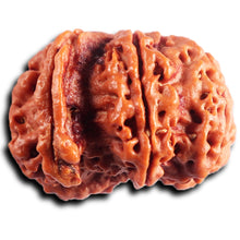 Load image into Gallery viewer, Nepalese Ganesh Rudraksha - Bead No. 294
