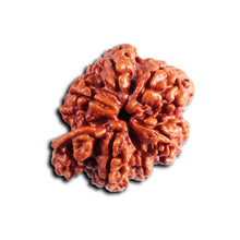 Load image into Gallery viewer, Nepalese Ganesh Rudraksha - Bead No. 295