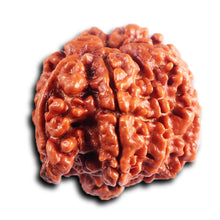 Load image into Gallery viewer, Nepalese Ganesh Rudraksha - Bead No. 295