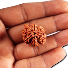 Load image into Gallery viewer, Nepalese Ganesh Rudraksha - Bead 296
