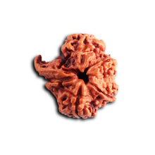 Load image into Gallery viewer, Nepalese Ganesh Rudraksha - Bead No. 307
