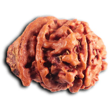Load image into Gallery viewer, Nepalese Ganesh Rudraksha - Bead No. 307