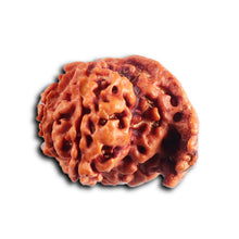 Load image into Gallery viewer, Nepalese Ganesh Rudraksha - Bead No. 307
