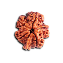Load image into Gallery viewer, Nepalese Ganesh Rudraksha - Bead 308