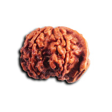 Load image into Gallery viewer, Nepalese Ganesh Rudraksha - Bead 308