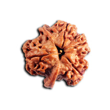 Load image into Gallery viewer, Nepalese Double Ganesh Rudraksha - Bead No. 309