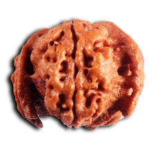 Load image into Gallery viewer, Nepalese Double Ganesh Rudraksha - Bead No. 309
