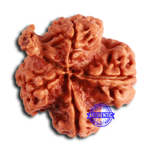 Load image into Gallery viewer, Nepalese Ganesh Rudraksha - Bead No. 216